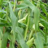 sweetcorn earlibird f1 agm vegetable seeds