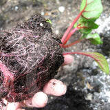 Swiss Chard Bright Lights Seeds