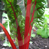 Swiss Chard Bright Lights Seeds