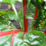 Swiss Chard Bright Lights Seeds