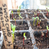 Swiss Chard Bright Lights Seeds