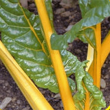 swiss chard bright yellow agm vegetable seeds