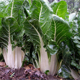 swiss chard fordhook giant agm vegetable seeds