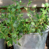 Thyme English Winter Herb Seeds