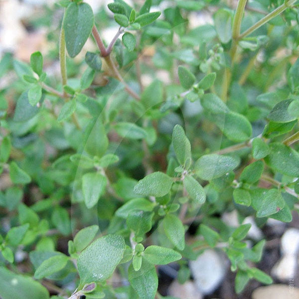 Herb Thyme English Winter Seeds Quality Seeds from Sow Seeds Ltd