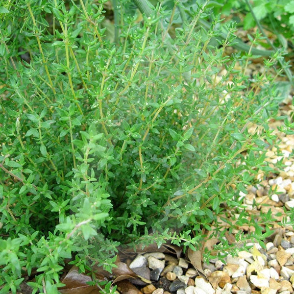 Herb Thyme English Winter Seeds Quality Seeds from Sow Seeds Ltd