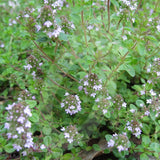 Thyme Purple Creeping Herb Seeds