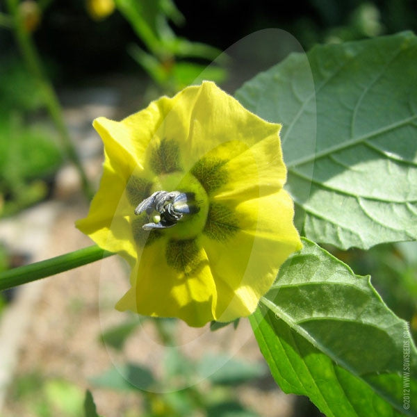 Tomatillos Verde Seeds Quality Seeds from Sow Seeds Ltd