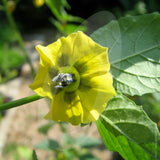 Tomatillos Verde Seeds