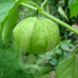 Tomatillos Verde Seeds