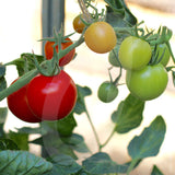 Tomato Mountain Magic F1 Seeds