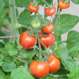 Tomato Gardeners Delight Seeds