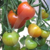 Tomato Gardeners Delight Seeds