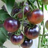 Tomato 'Indigo Blue Berries' Seeds
