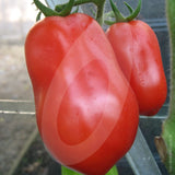 Tomato San Marzano Seeds