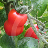 Tomato San Marzano