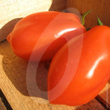 Tomato San Marzano Seeds