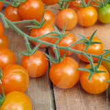 Tomato Sungold Seeds