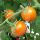 Tomato Sungold Seeds