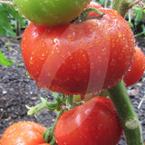 Tomato Super Marmande Seeds