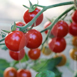 Tomato Sweet Aperitif Seeds (AGM)