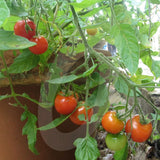 Tomato Tumbling Tom Red Seeds