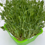 sprouting seed tray for sprouting seeds