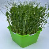 sprouting seed tray for sprouting seeds