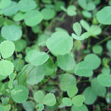 White Clover Green Manure Seeds