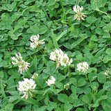 White Clover Green Manure Seeds