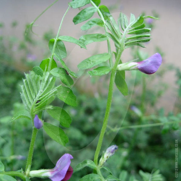 Winter Tares Green Manure Seeds