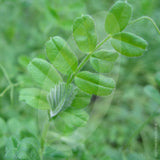Winter Tares Green Manure Seeds