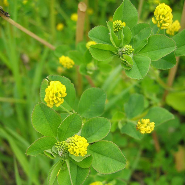 Yellow Trefoil Green Manure Seeds