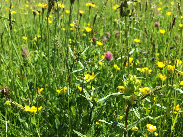Yellow Rattle Sowing Yellow Rattle Seeds | Bulk Buy Available | Quick Delivery | Quality ...