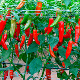 aji delight chilli pepper seeds