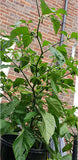 armageddon chill plant fruit