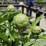 artichoke italian green globe perennial vegetable seeds