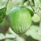 aubergine eggplant matti f1 vegetable seeds