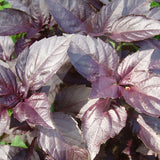 Basil Red Rubin Herb Seeds