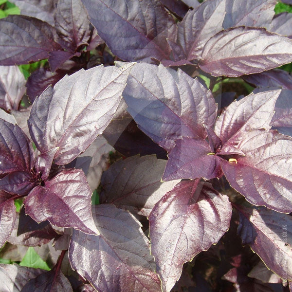 Herb Basil Red Rubin Seeds | Quality Seeds from Sow Seeds Ltd