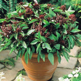 basil siam queen herb seeds