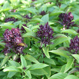 basil siam queen herb seeds