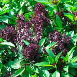 basil siam queen herb seeds