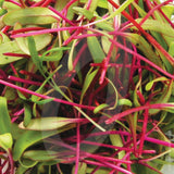 Beetroot bulls blood microgreen sprouting seeds