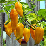 naga bhut jolokia yellow chilli seeds