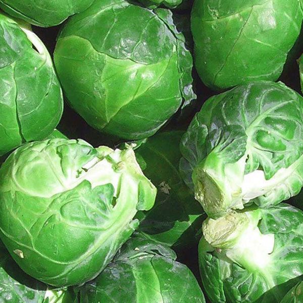 Brussels Sprout Evesham Special Seeds Quality Seeds from Sow Seeds Ltd