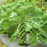 Brussels sprouts Evesham Special vegetable seeds