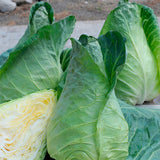 Cabbage Greyhound Seeds