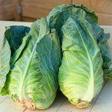 Cabbage Greyhound Seeds