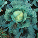 Cabbage Kilastor F1 Seeds (AGM)